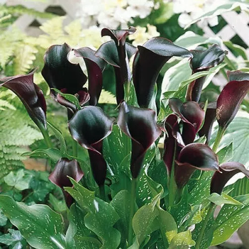 Black Zantedeschia - SCWARZWALDER- Perennial Calla Lily Plant BULB    SIZE 14/16 2