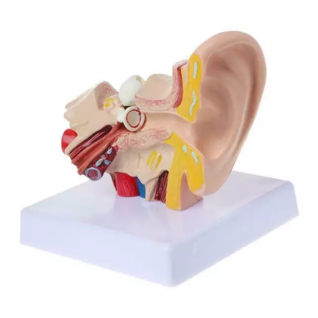 1.5 Times Life Size Human Ear Anatomy Model Organ Medical Teaching Supplies