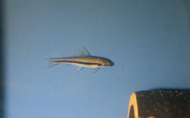 2 Algae Eater Flying Fox LIVE FISH