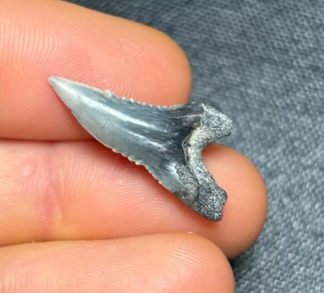 GEM! 1.04" Hemipristis serra Shark Tooth Teeth Fossil Sharks Lee Creek Aurora