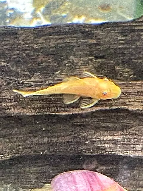 One L144 Blue Eye Lemon and Two Super Red Bristlenose Pleco USA Bred