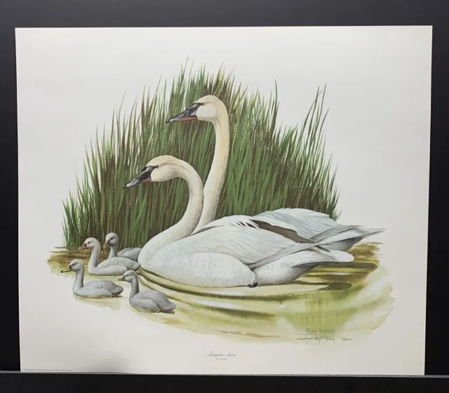 Ray Harm Limited Edition Signed Print “Trumpeter Swan”