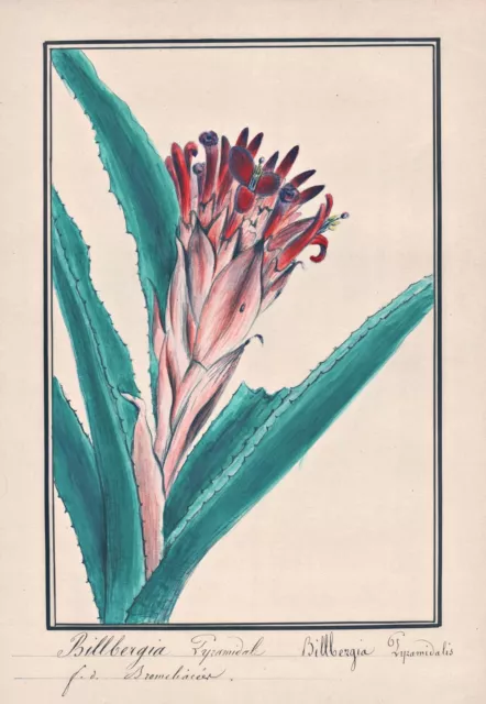Billbergia flaming torch botany flower botany watercolor drawing 1830