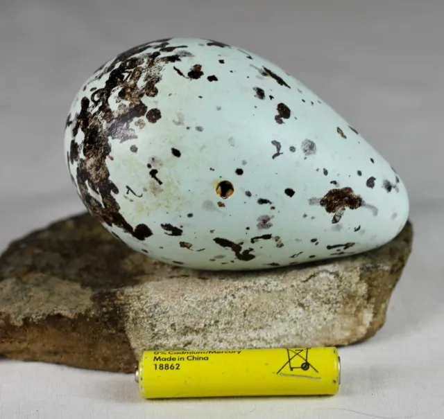 Brunnich´s Guillemot egg, Iceland, taxidermy, nature, real