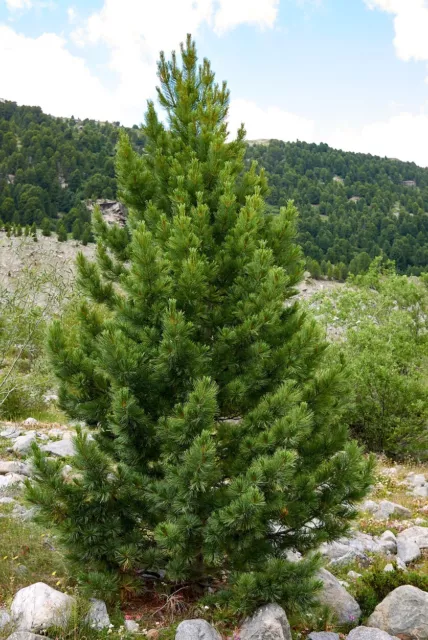 10 Samen Zirbelkiefer Pinus cembra Waldbaum Zierbaum Nadel Baum Bonsai Arve