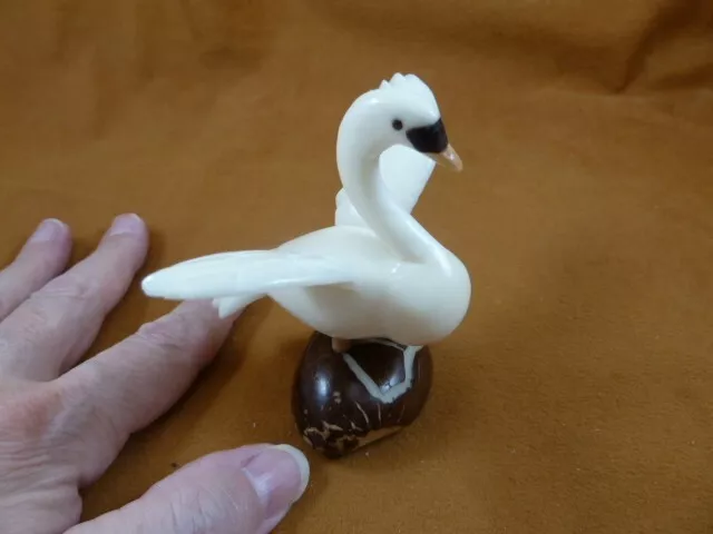 (TNE-BIR-SW-370c) white trumpeter Swan TAGUA NUT palm figurine swans