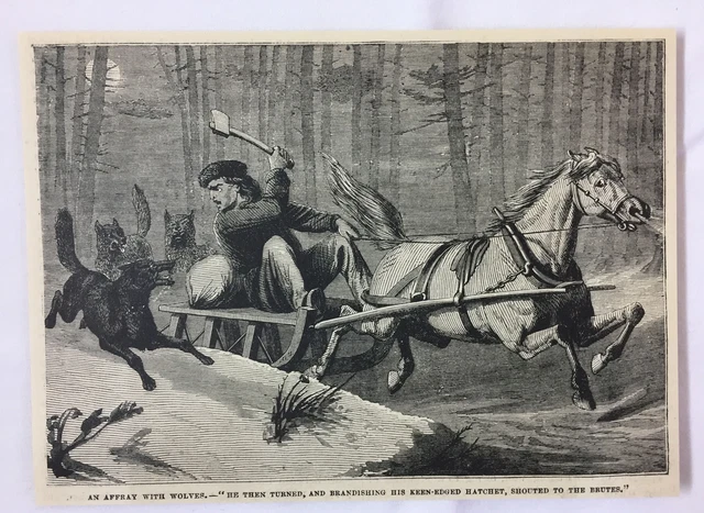 1880 magazine engraving ~ WOLVES ATTACKING MAN on Sled