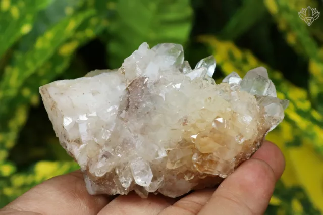 Rose Quartz Cristal 127g Brute Himalaya Samadhi Thérapeutique Naturel Spécimen