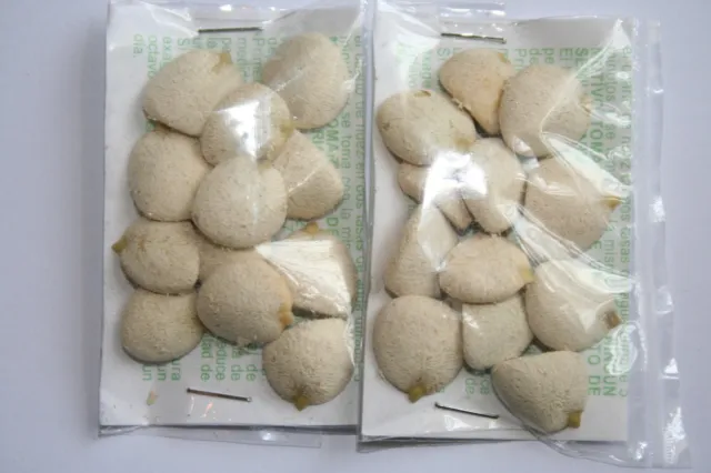 2 PACKS (24) Nuez de la India,original 100% nut,indian seed,chino semilla brazil