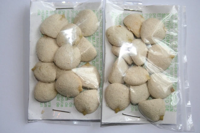 2 PACKS (24) Nuez de la India,original 100% nut,indian seed,chino dr ming te 2 PACKS (24) Nuez de la India,original 100% nut,indian seed,chino dr ming te