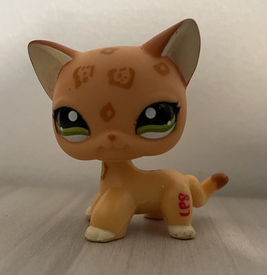 lps leopard shorthair