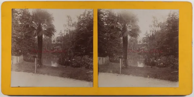 FRANCE Landscape Artistic Palm c1897 Amateur Stereo Photo Vintage Citrate 
