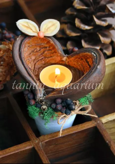 5 piezas vaina de esterculia decoración floral natural artesanías botánicos secos popurrí 7