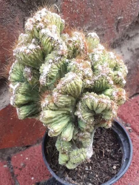 Cereus peruvianus monstrosus Felsenkaktus Zimmerkaktus Kakteen