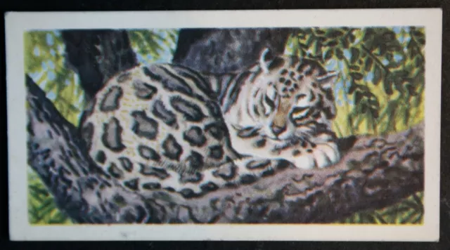 CLOUDED  LEOPARD    Vintage 1960's Wildlife Card  CD12M