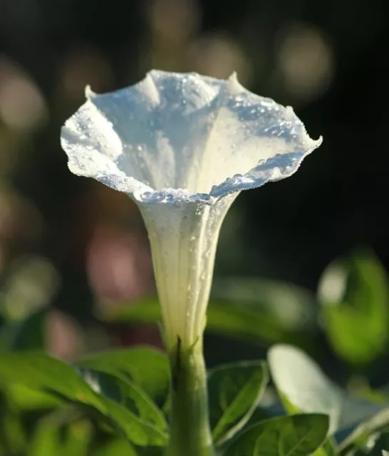 Stechapfel Samen, Datura stramonium, 200 Stk