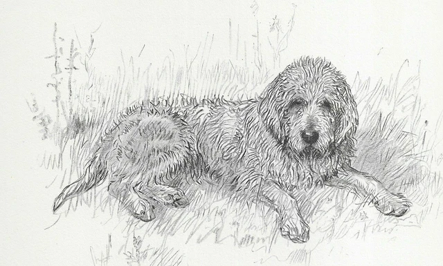 Otterhound "Disgust" - Vintage Dog Art Print - 1938 KF Barker DD