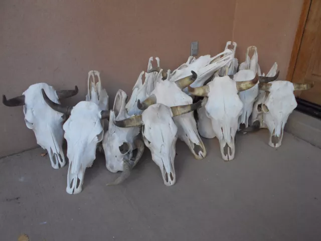 ONLY ONE STEER SKULL 18" to 22" wide HORN LONGHORN cow bull CATTLE head HORNS