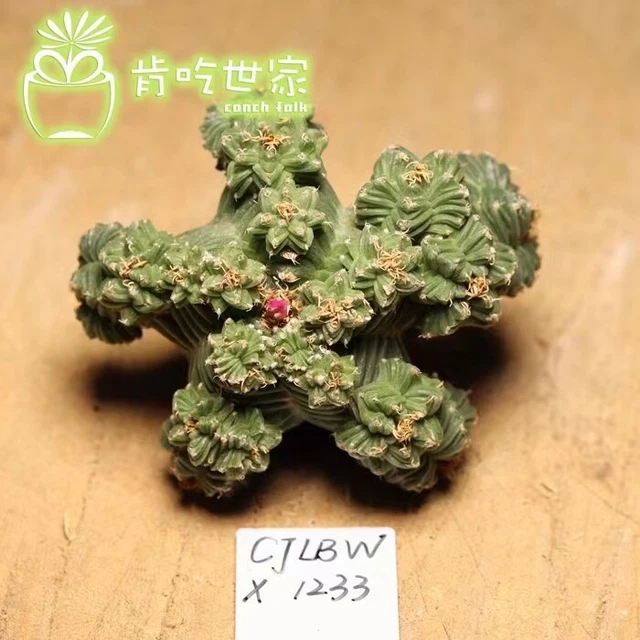 Boutique 6.0cm Succulent Live Plant Aztekium valdezii WYSIWYG Self rooted