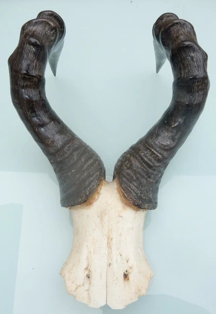 Patte De Cerf – Trophée De Chasse Ou Décoration Cabinet De Curiosités – Taxidermie Occasion