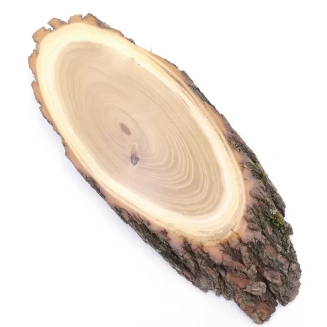 Escudo de Trofeo Acacia Af 18 CM Pequeño Ciervo Corzo Cornamenta Baumschild
