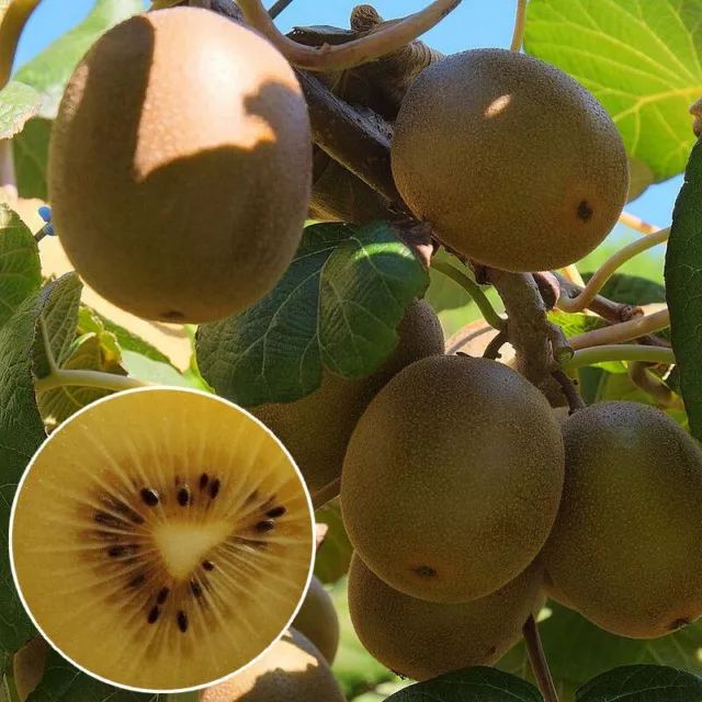 Actinidia deliciosa 'Minkigold'® * - Kiwi jaune femelle