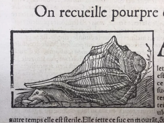 1575 Coquillage Pourpre Gravure Conchyliologie  Cosmologie Munster Damas Sidon 3