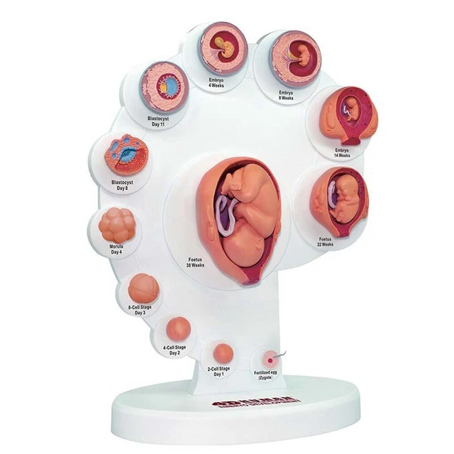 4D HUMAN EMBRYO Development Anatomical Model Fetal Growth Organ ...