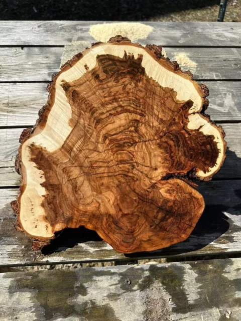 Black Walnut Burl Slab