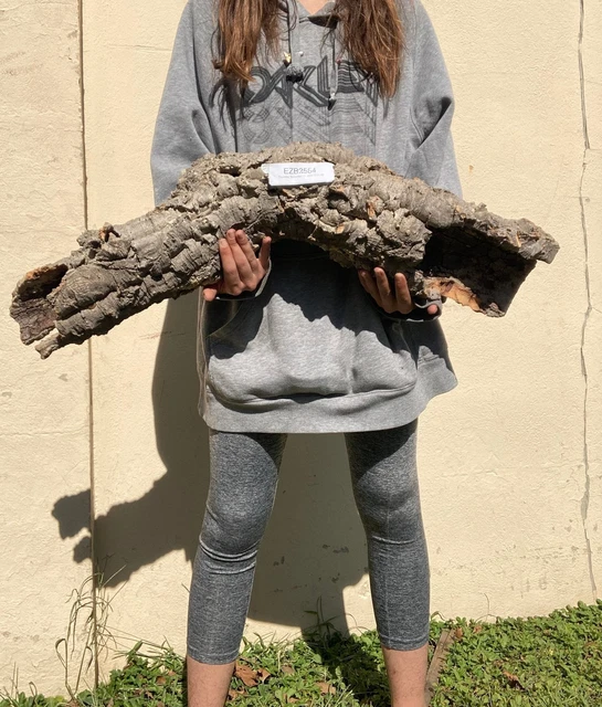 X LARGE LONG Cork Round - #2554 - for Reptiles, Airplants, Orchids