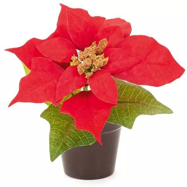 Artificial Red Poinsettia in Pot 15cm - Christmas Table Decorations