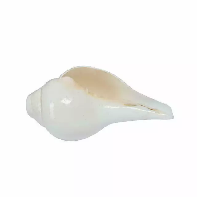 Soufflant Shankh Conch Sea Shell Conch Puja Shell Pour Culte Blanc 5 Pouces