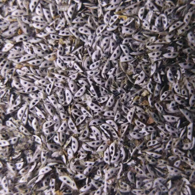 Daphnia Magna Eggs Water Flea Live Fish Food for Culture and Hatching 3000 EGGS.
