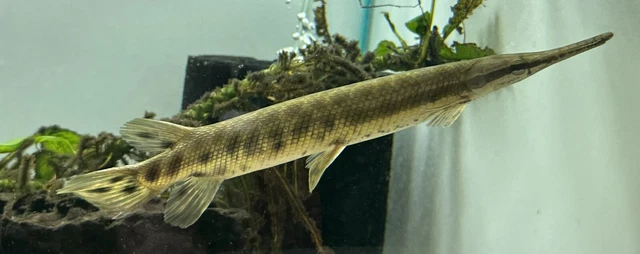 Florida Gar 8-9”-Live Freshwater Tropical Aquarium Fish