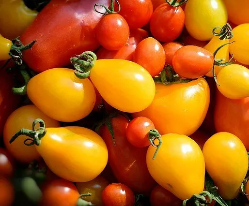 ☺100 graines de tomate cerise poire jaune.  En forme de poire