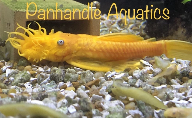 4 Pack 1”+ L144 Lemon Blue Eye Bristlenose Pleco  ancistrus SP