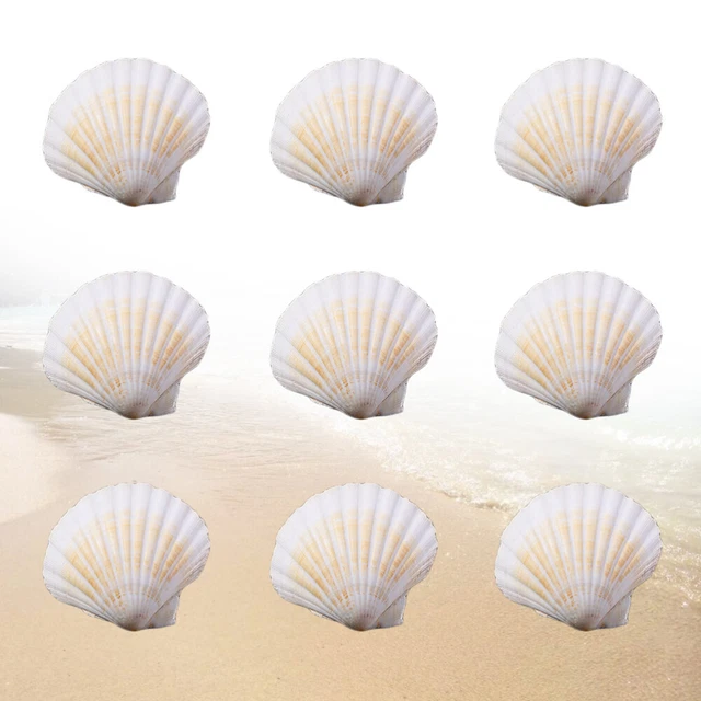 10 piezas Natural White Sea Shell Craft Dijes para fabricación de velas decoración del hogar
