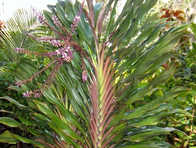 SINGAPORE TWIST CORDYLINE Ti Plant Seeds 10+ seeds $18.99 - PicClick