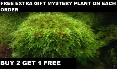 BUY 2 GET 1 FREE Live Aquarium Plant Aquatic Plants Christmas Moss planted tank