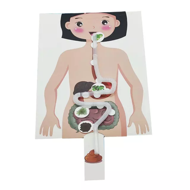Human Digestive System Model DIY Educational Toys Teaching 2