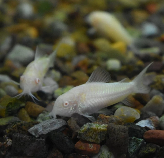 Live 1-1.5" Albino Corydora Catfish (Pack of 3 Aquarium Fish) PLS READ DESCR