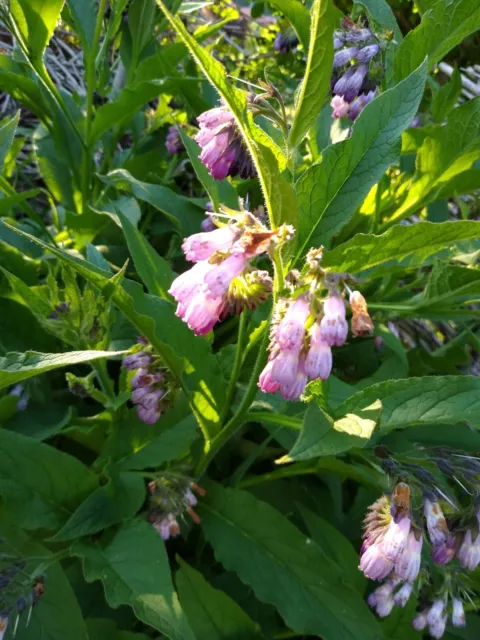 Echter Beinwell (Symphytum officinale) ca. 20 Samen Permakulturhof Naturgarten