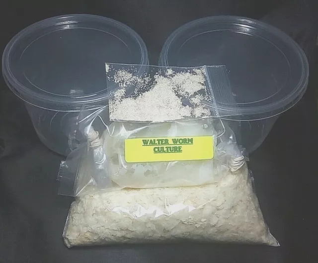 8 oz. WALTER WORM CULTURE & 2 KITS Panagrellus Silusioides Fry Food Guppy Betta
