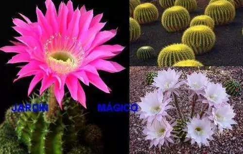 Cactus y Plantas Crasas ( 100 semillas ) seeds  variado mezcla