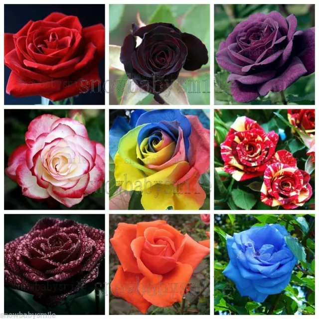 16 Varieties Rose Seeds Shrub Bush Hardy Rosa Rare Perennial Fragrant Cut Flower