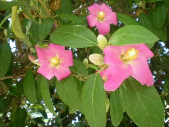 Lagunaea patersonia (Andrews)15 seed,hibiscus de Norfolk,árbol pica-pica OFERTA