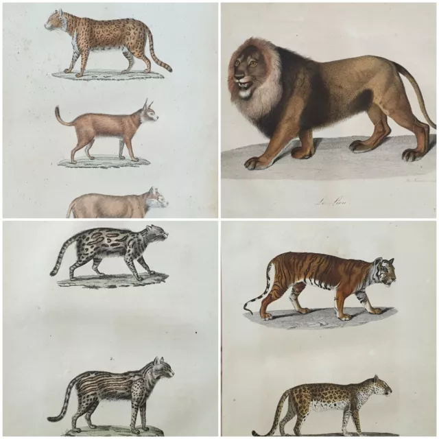 4  gravures d animaux originales 1835  4 animal lion panther hand painted print