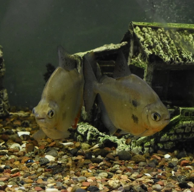 Live Silver Dollar (4" Tropical Freshwater Aquarium Fish) *PLS READ DESCR* 2