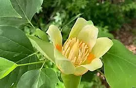 Albero dei tulipani (Liriodendron tulipifera) Liriodendro