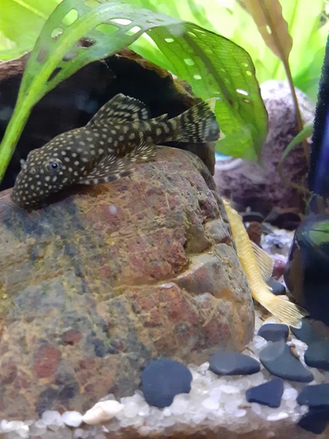 Chocolate Bristlenose Pleco's Shortfin 0.75-1.0+ inches (5 + 1 Free) 6 fish